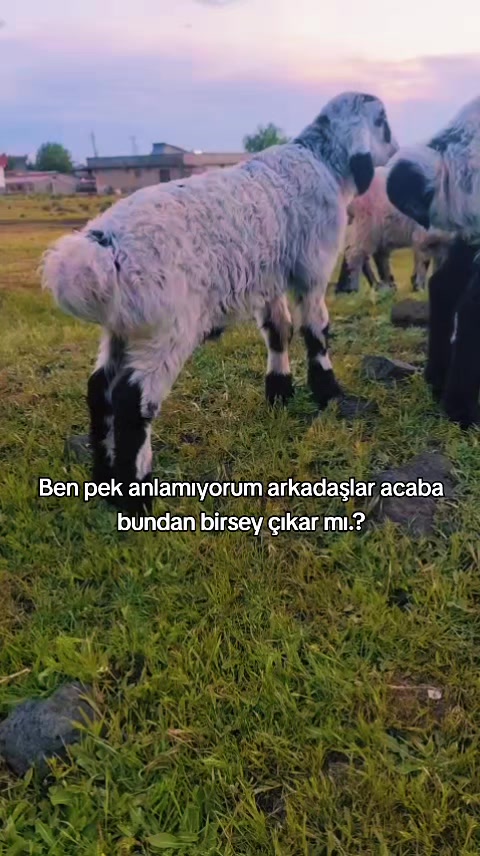 @welat_82