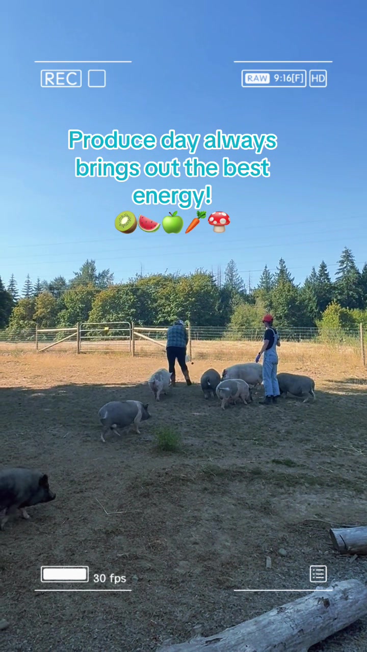 @Home for Hooves 🐽
