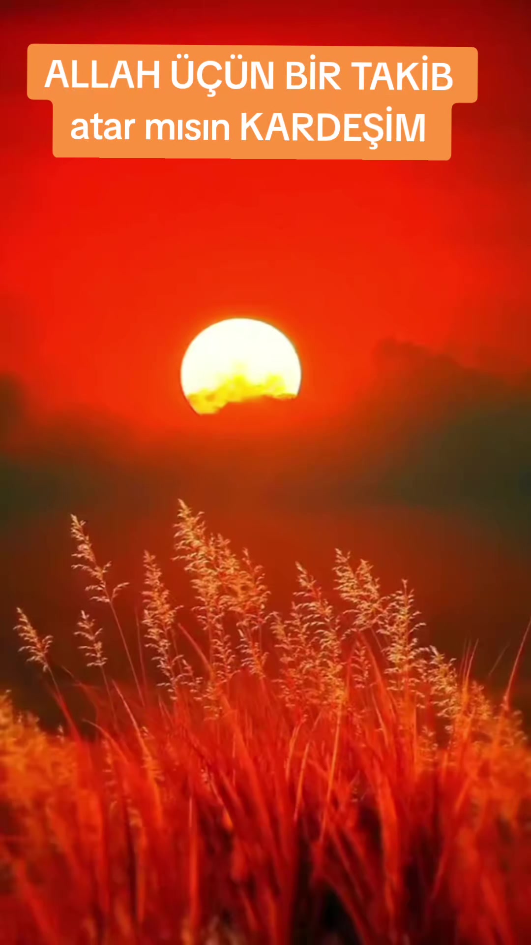 @QOCA_CANAVAR_YALQIZAQ