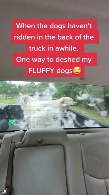 @GoofyGalloper