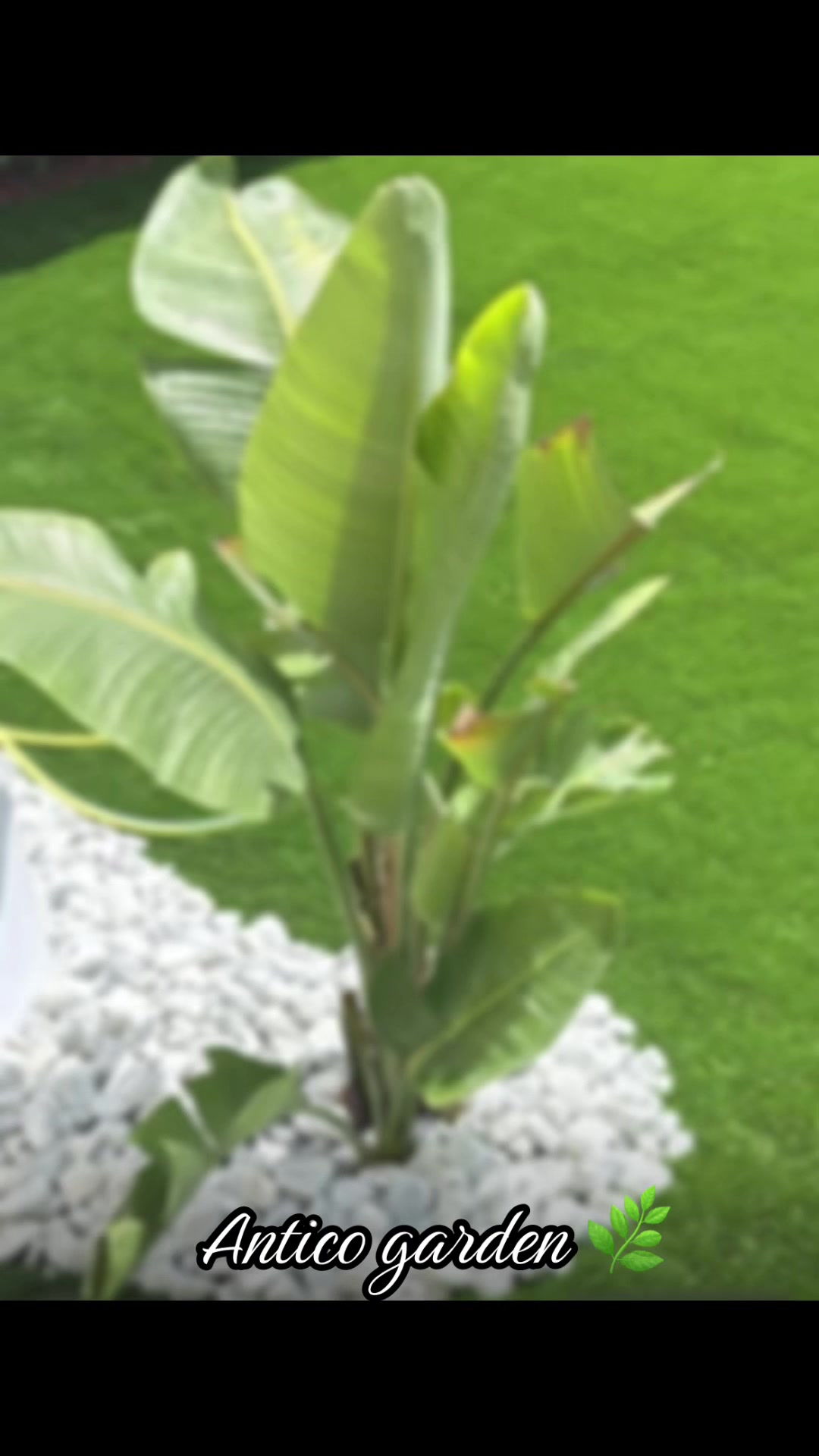 @vivaioanticogarden