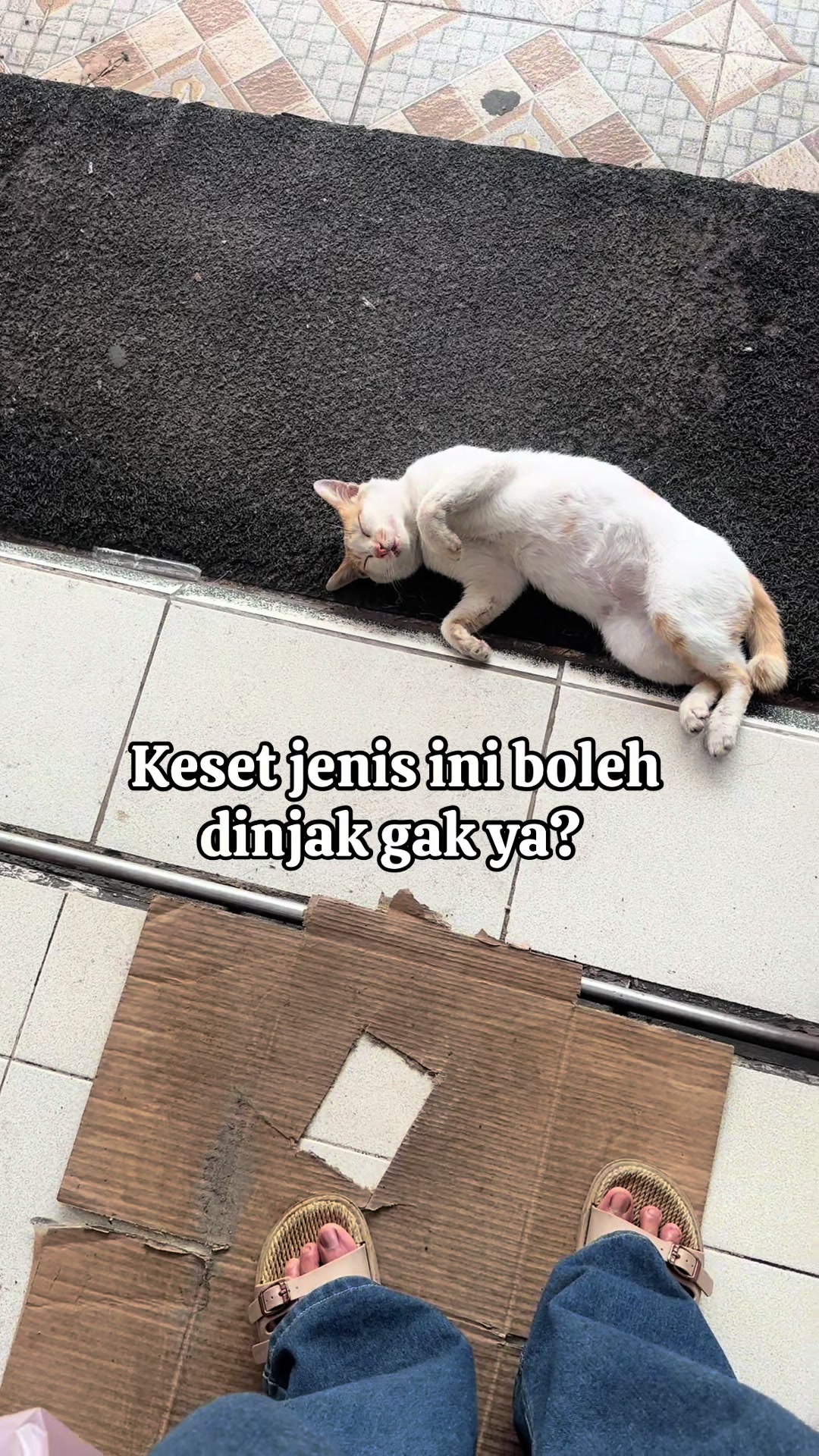 @FaenCattery