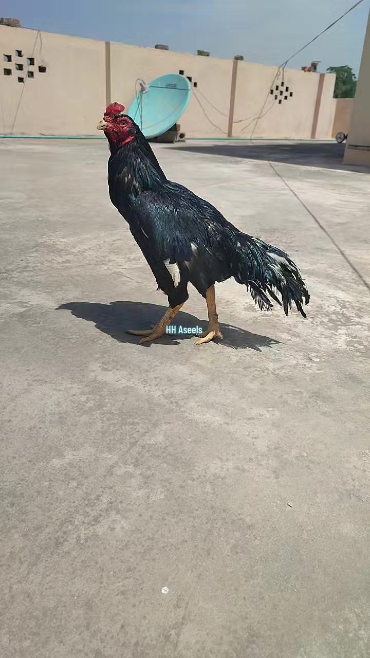 @HH &Aring;sėəłs1