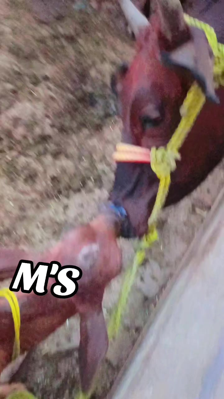 @MS