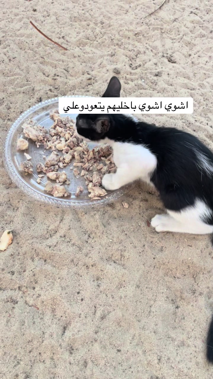 @ashkaltbiah