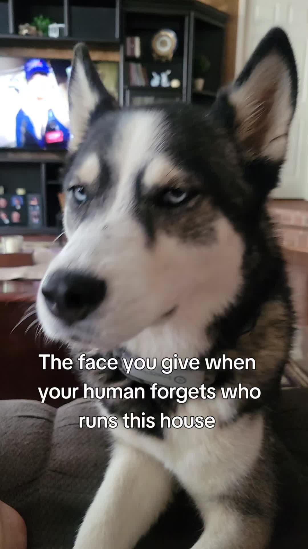 @the Hussey Husky