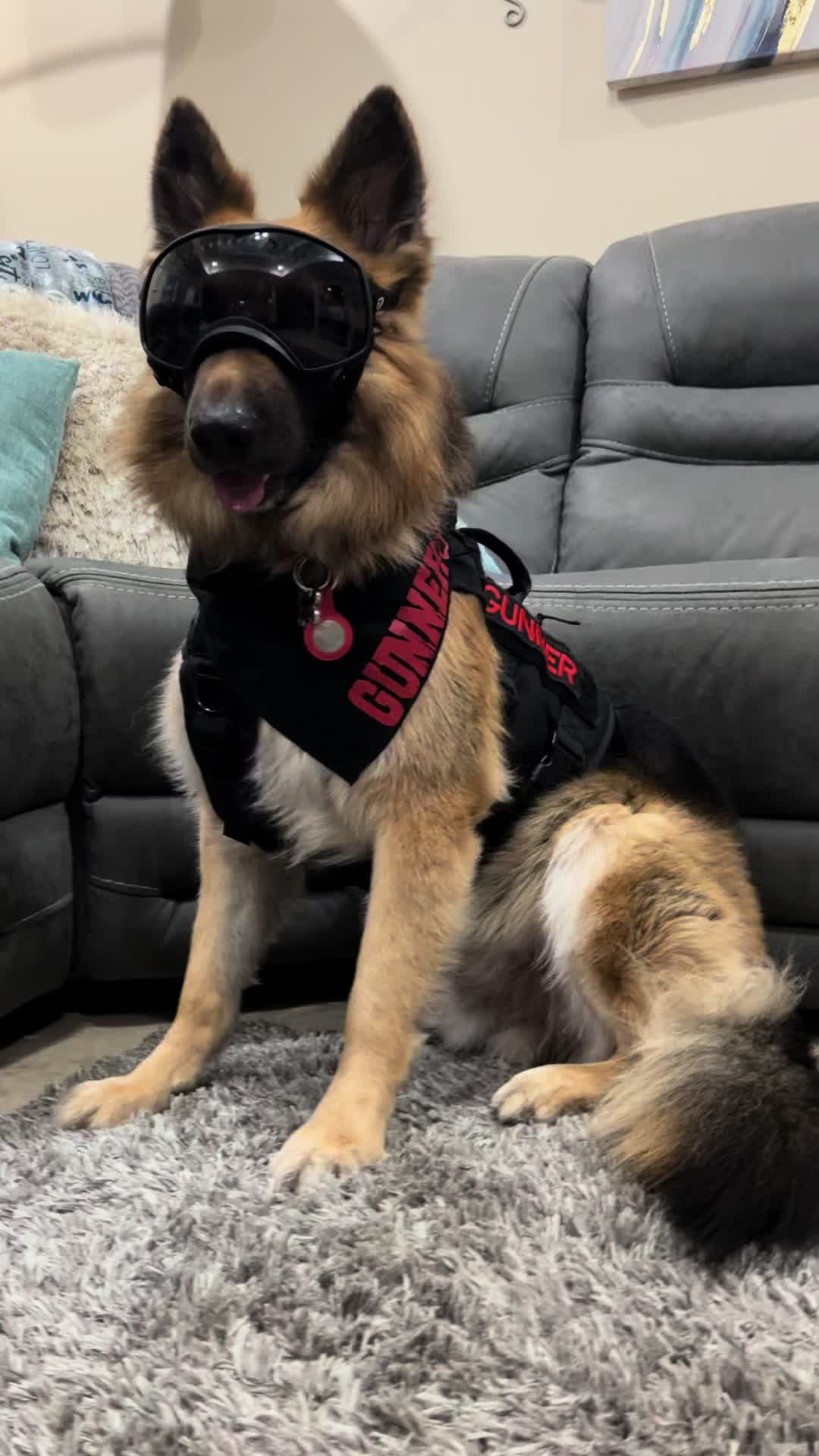 @Gunner GSD🐶