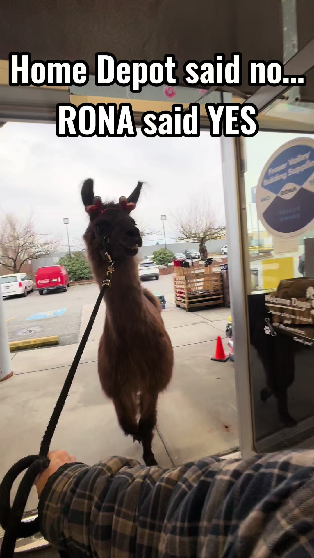 @The Llama Company