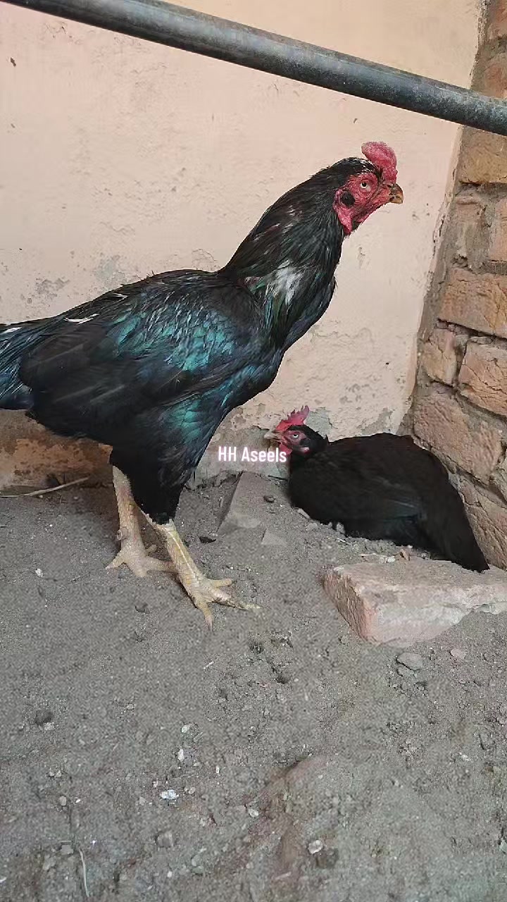 @HH &Aring;sėəłs1