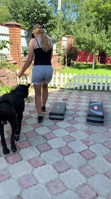 @Кане Корсо