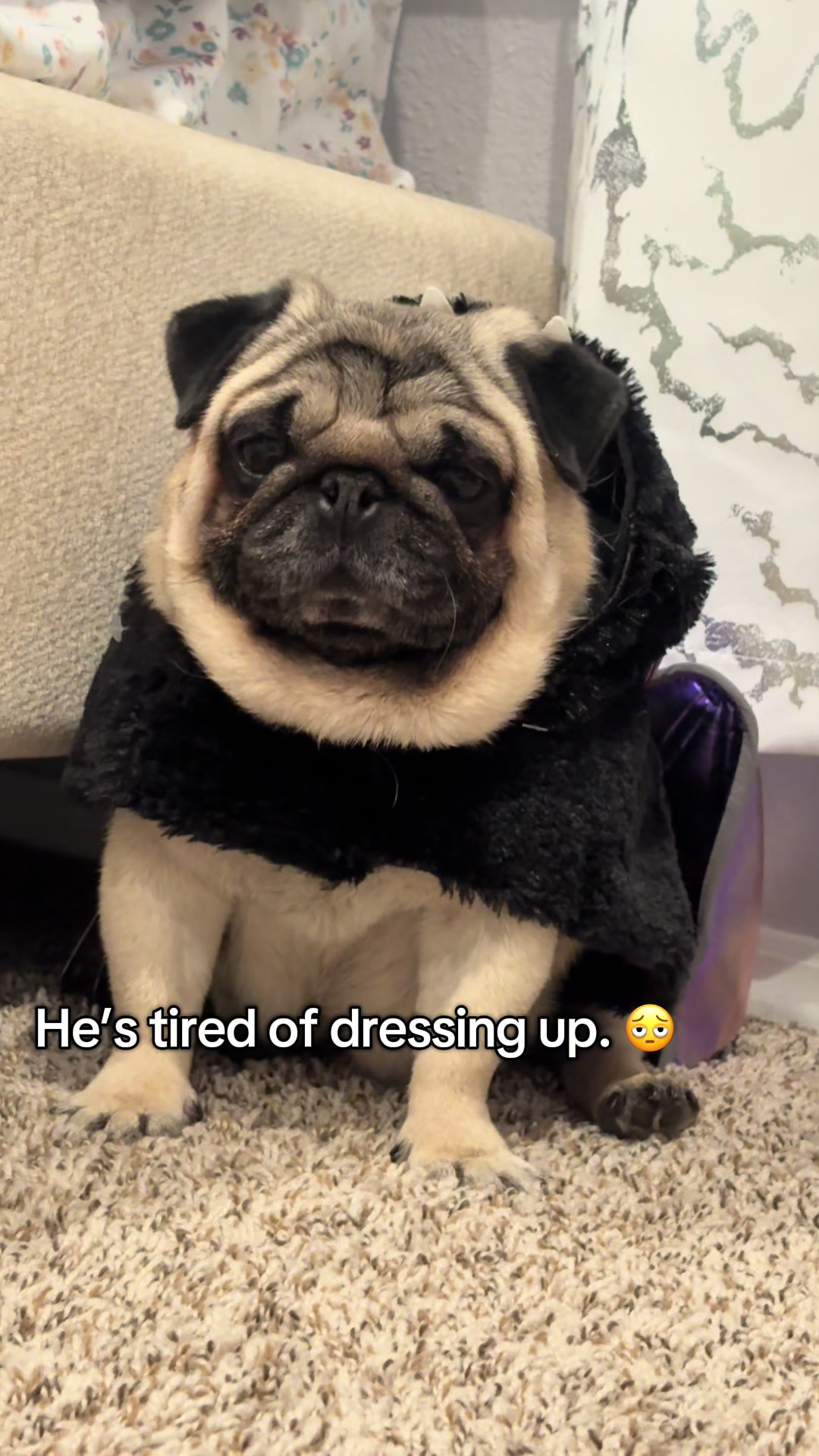 @Rocki the Pug ๐ถ