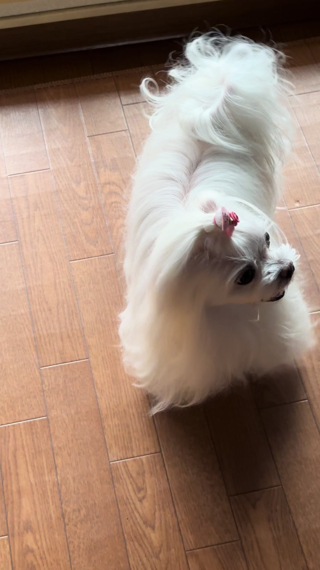 @るるちゃんパパ🐶