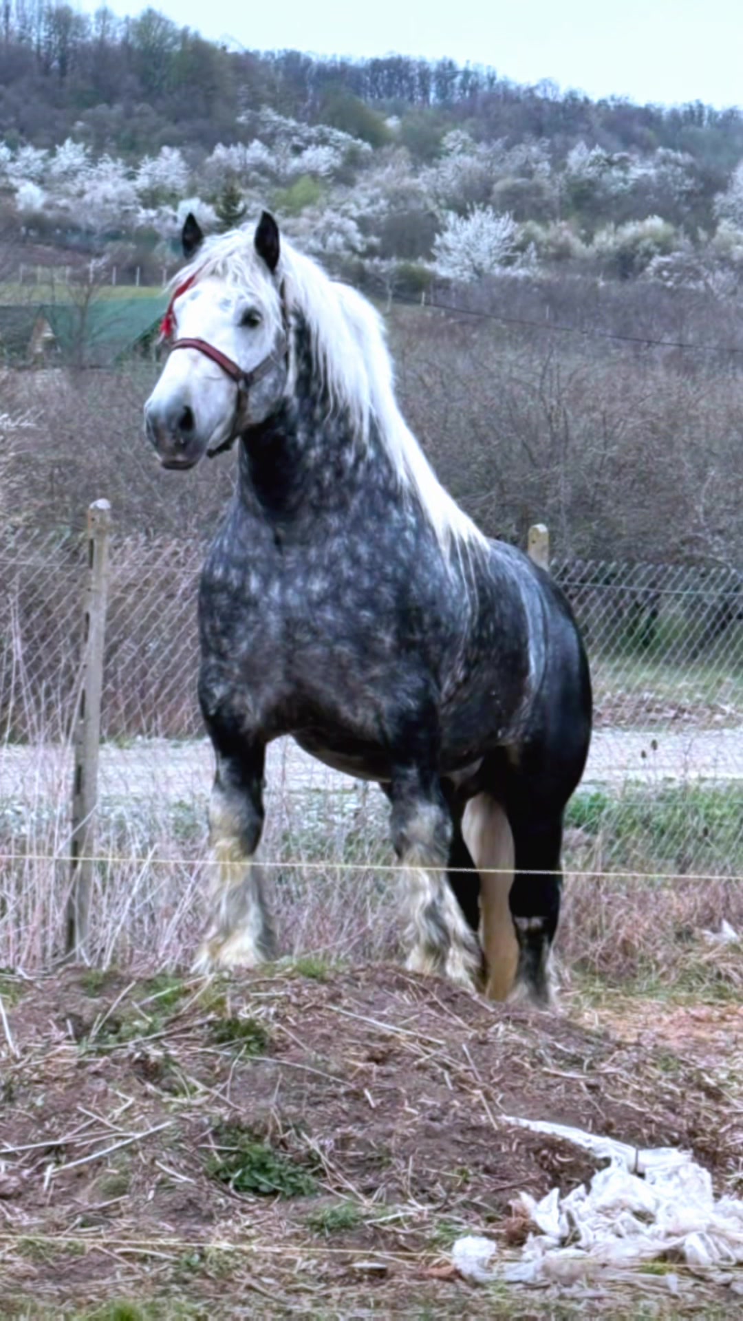 @🐴Horses🐴