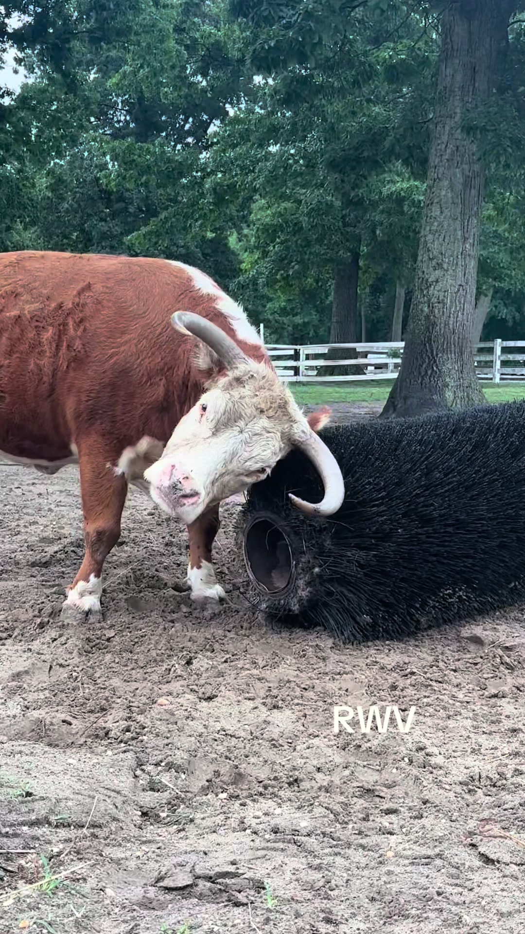 @RWV Land & Livestock