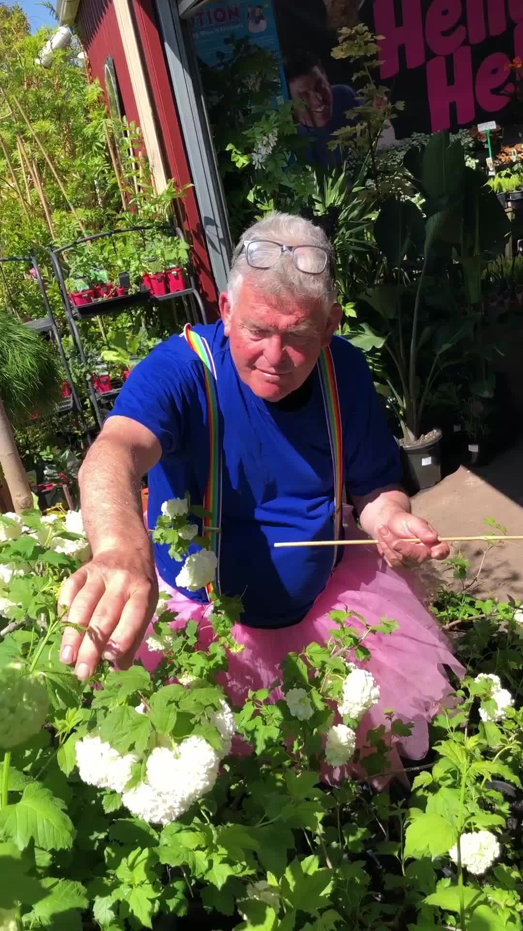 @Hello Hello Plants Nursery