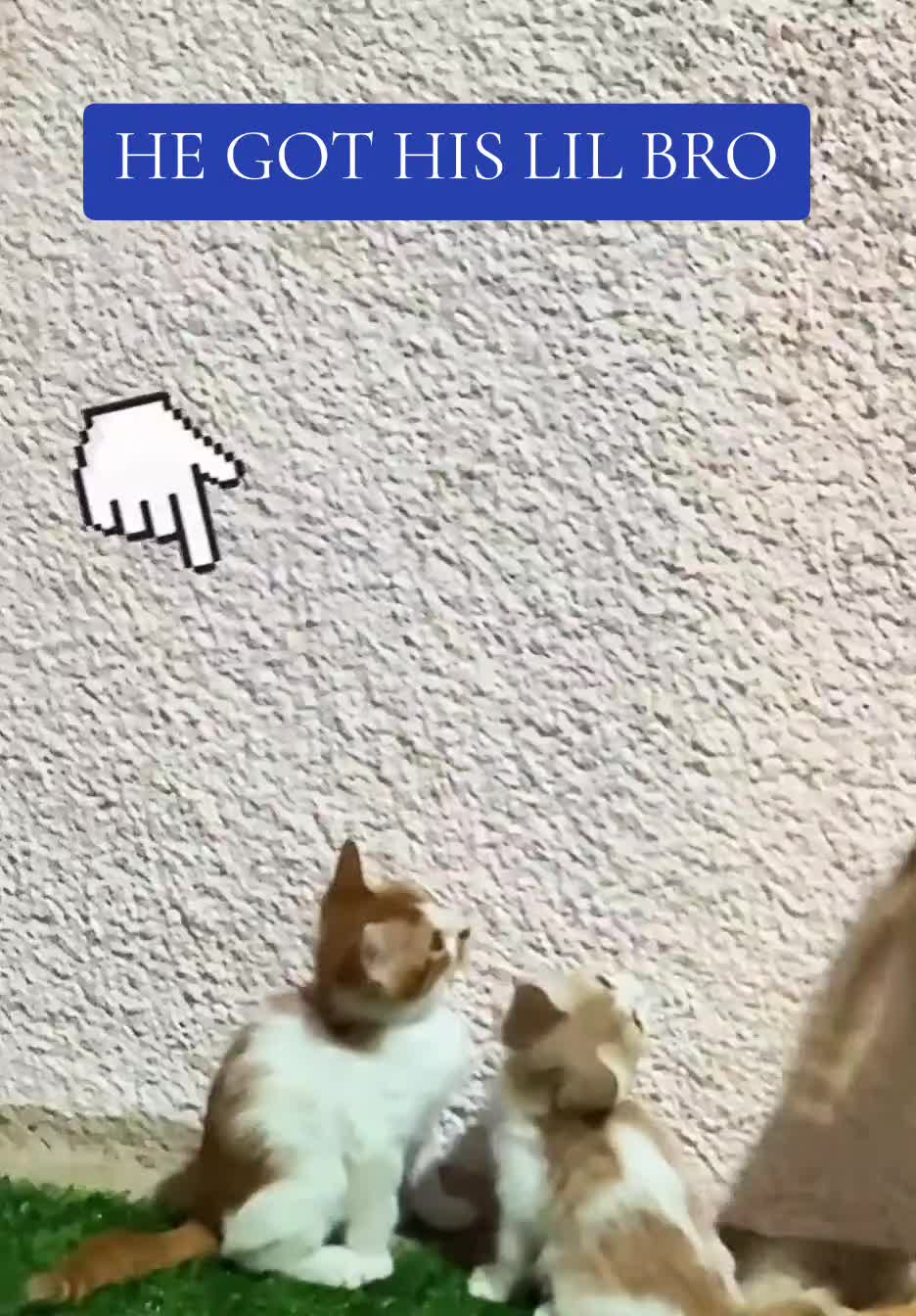@Wheems