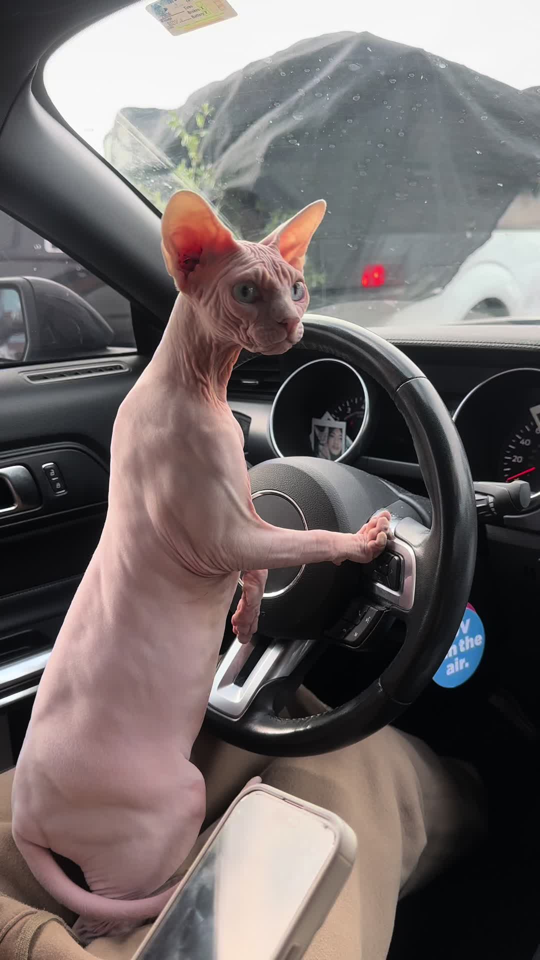 @famoussphynx
