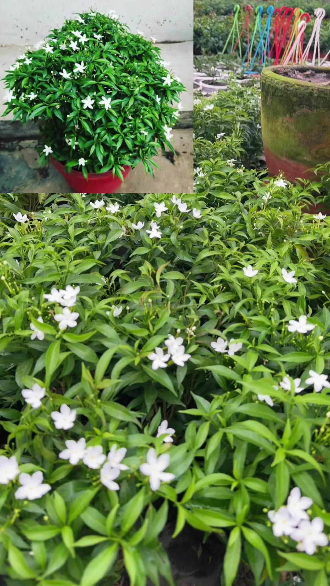 @Uday Garden Centre