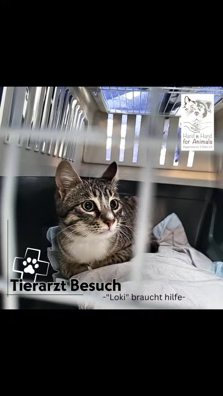 @🐱Hand_in_hand_for_animals🐱
