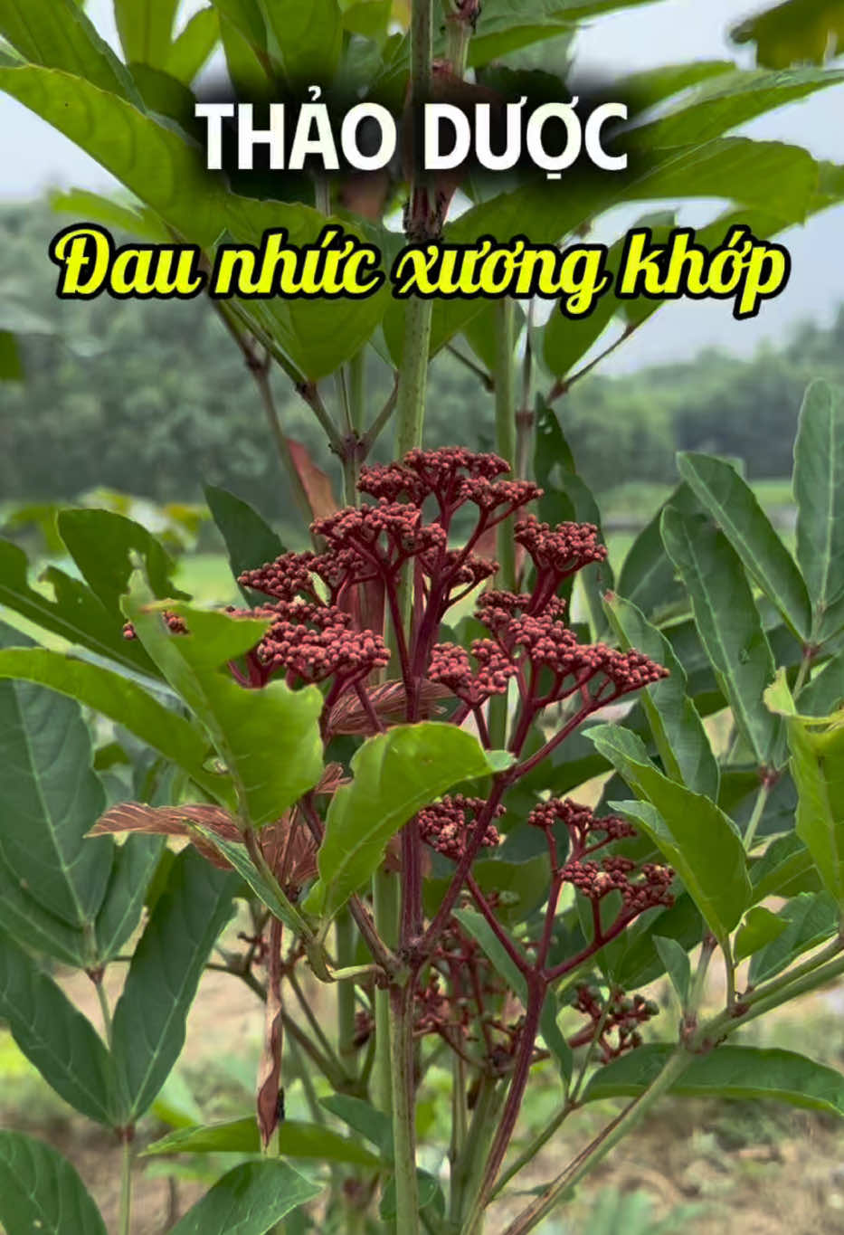 @Cô Sinh Thảo dược Cao Lan