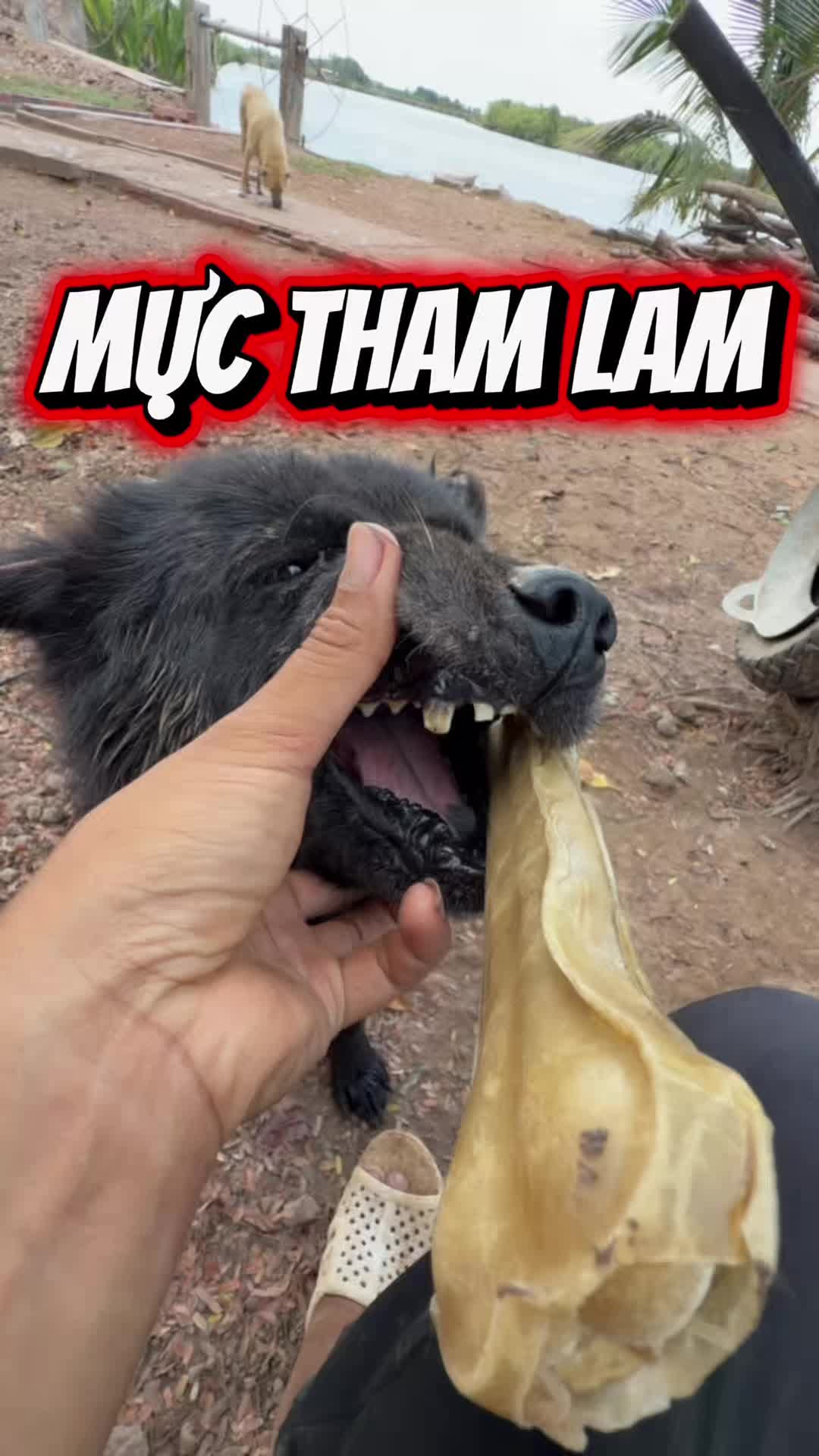 @Tâm Chó Cỏ 🦮