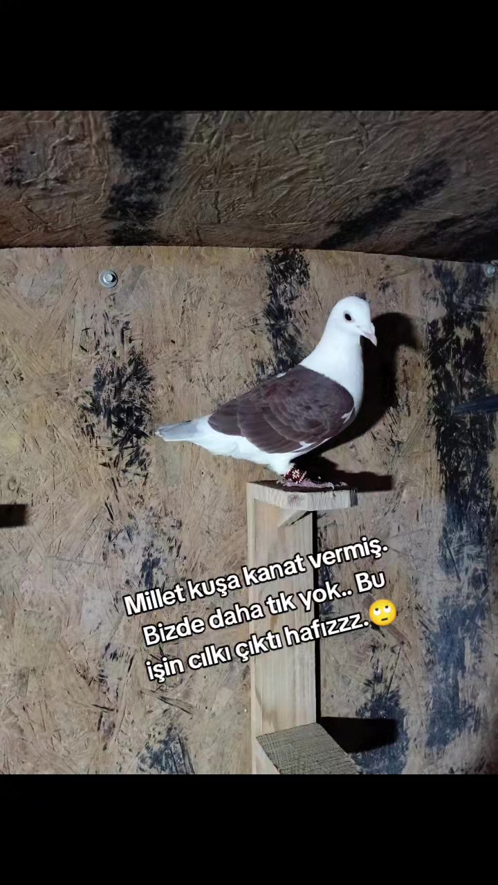 @Ertuğrul&Alparslan(Doktor)