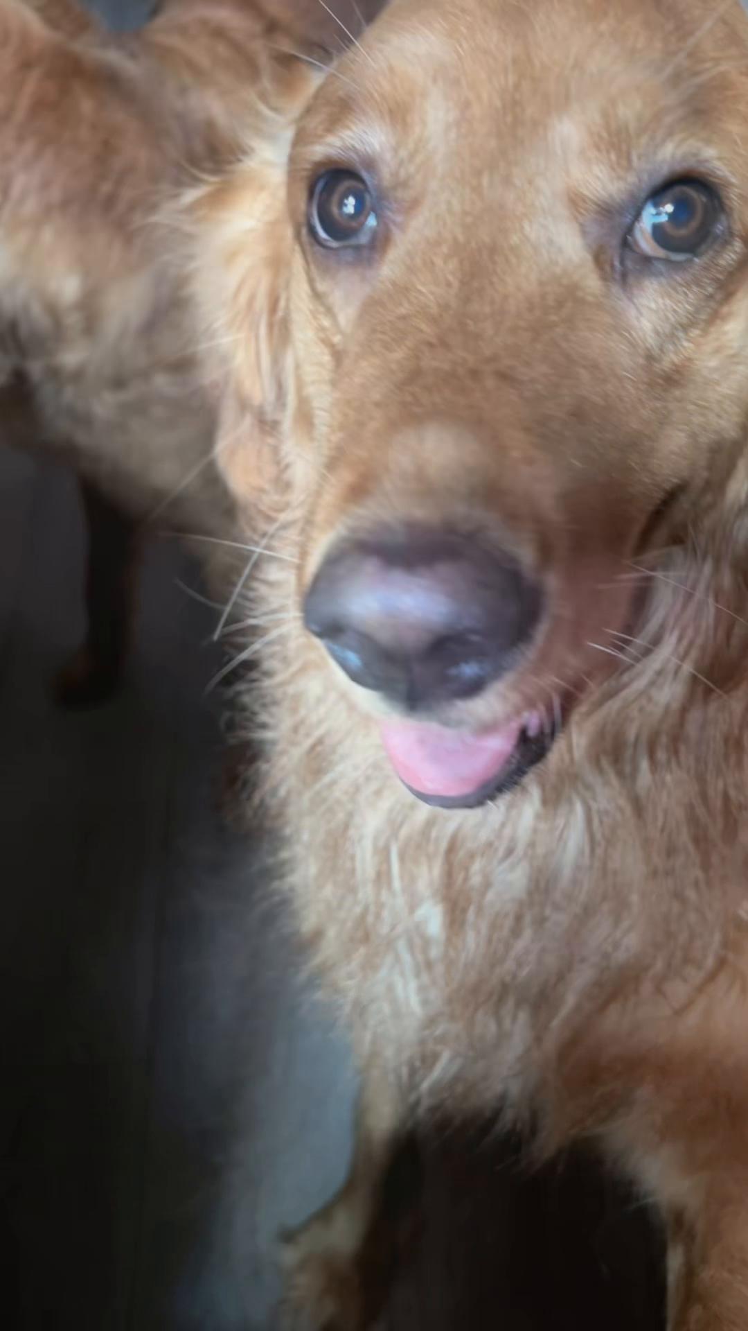 @Los golden Retriever