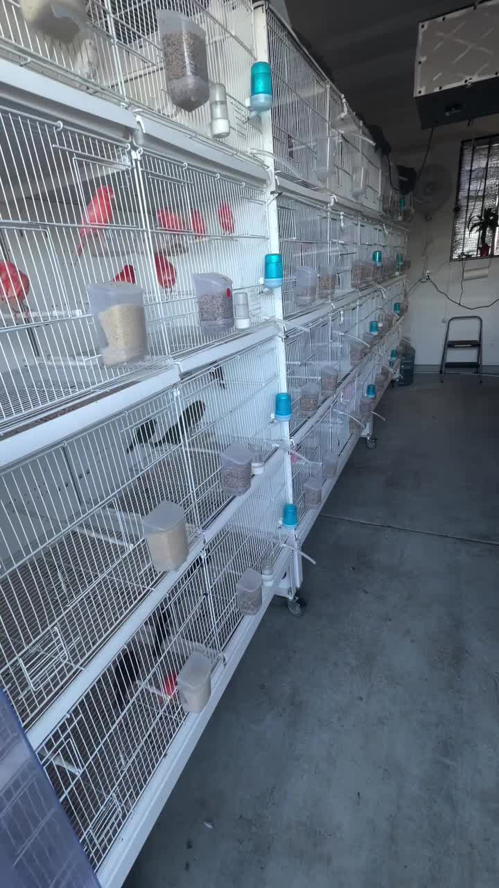 @AviarioUreña