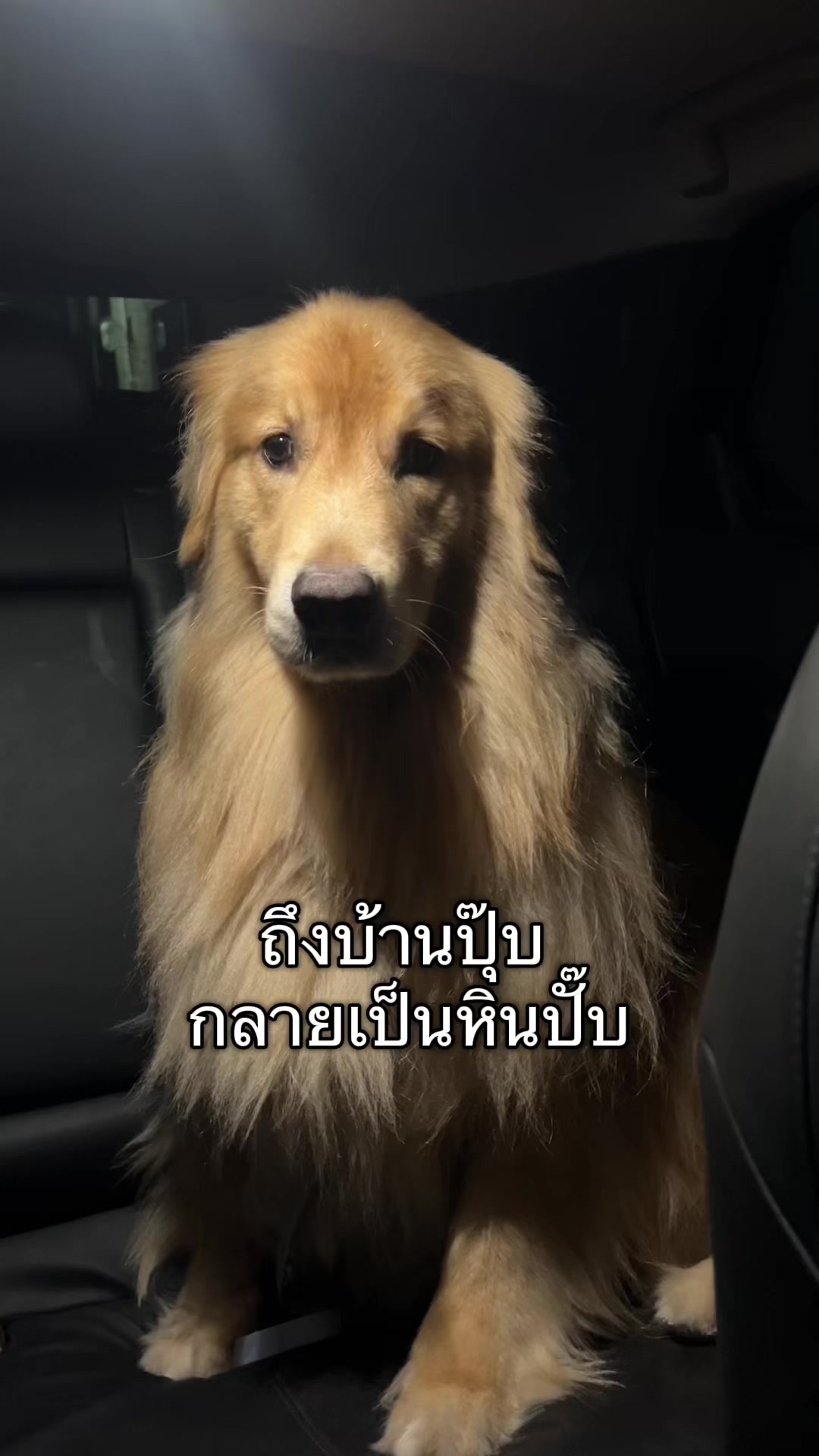 @ตินติน โกเด้นตาเหล๋