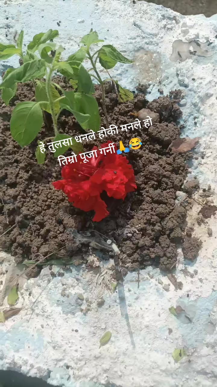 @manju bhusal ❤️