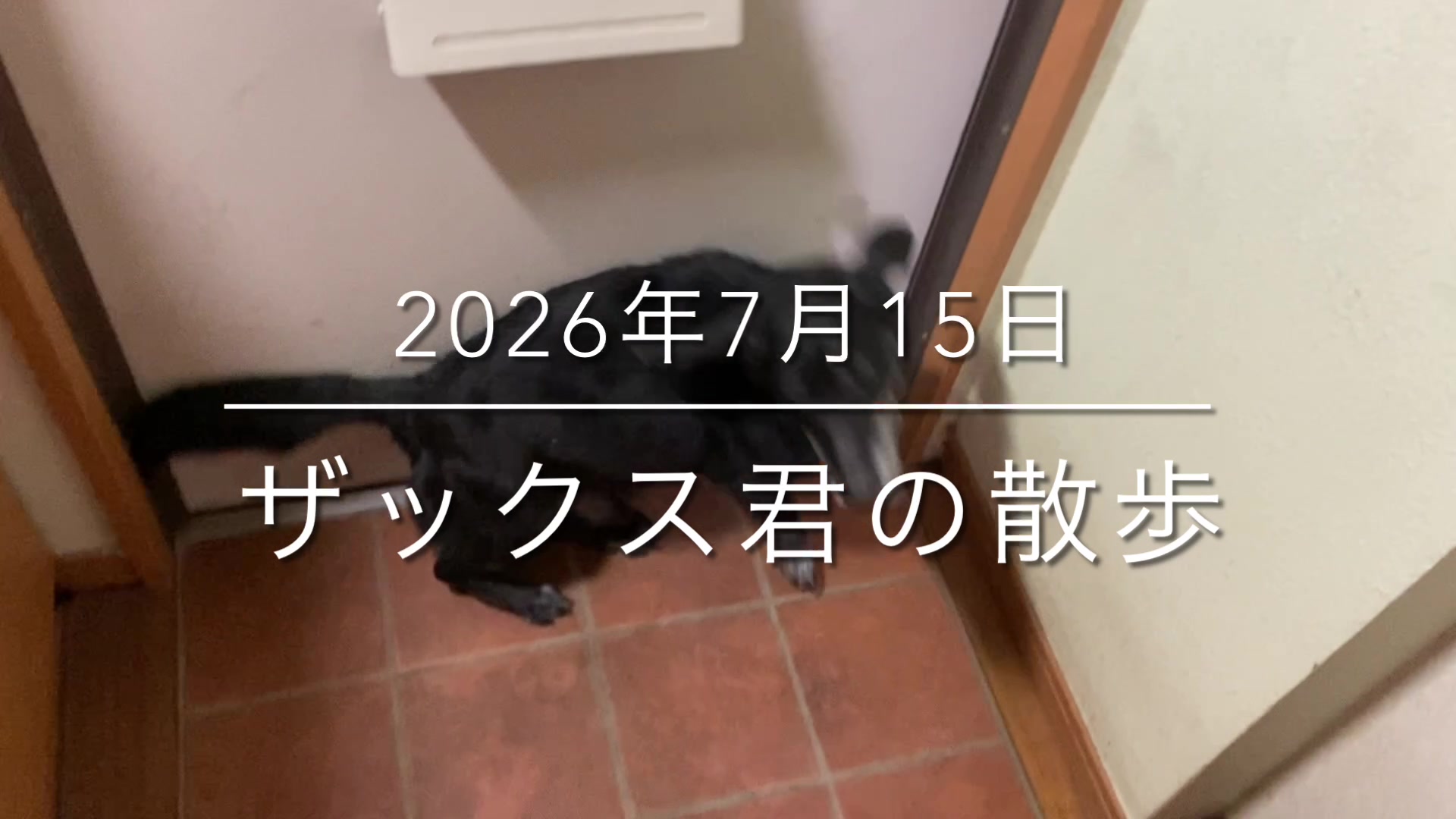 @sakihaman
