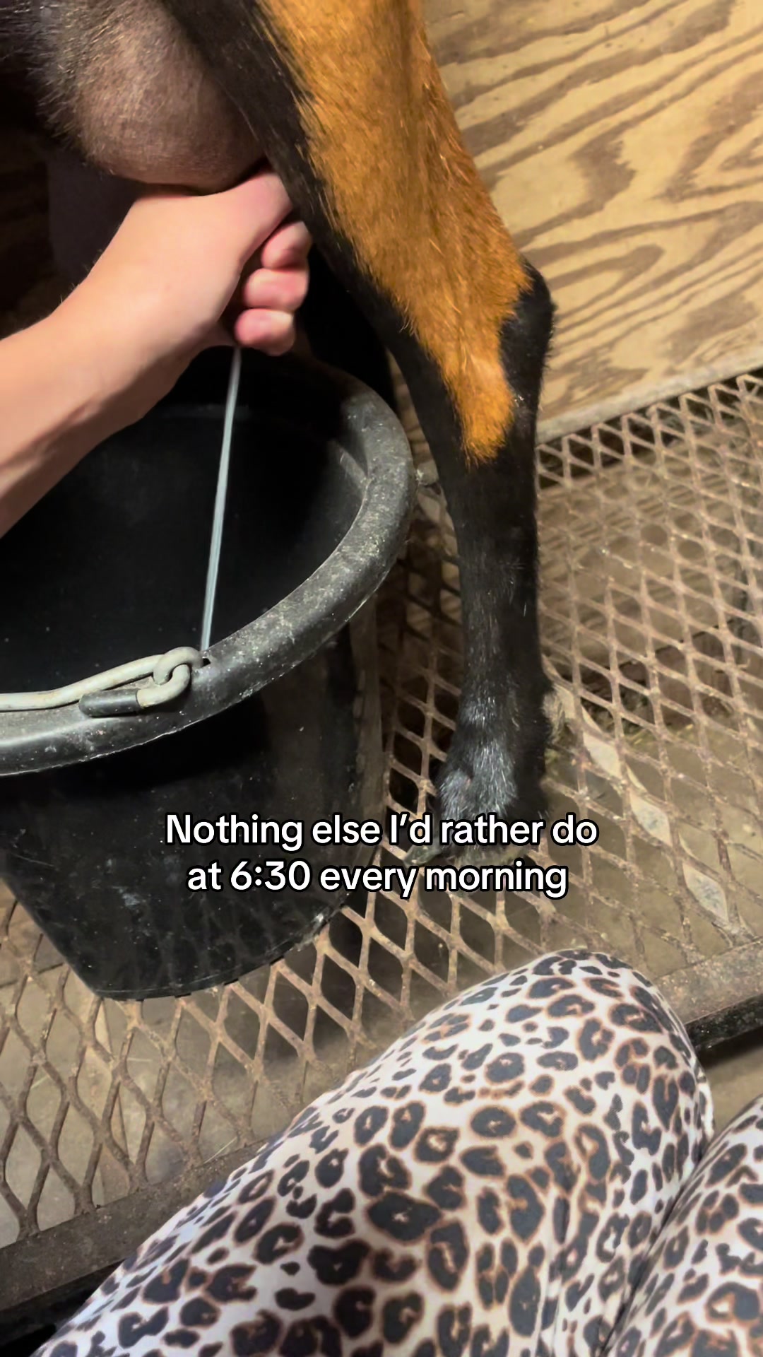 @Maple Leaf Livestock