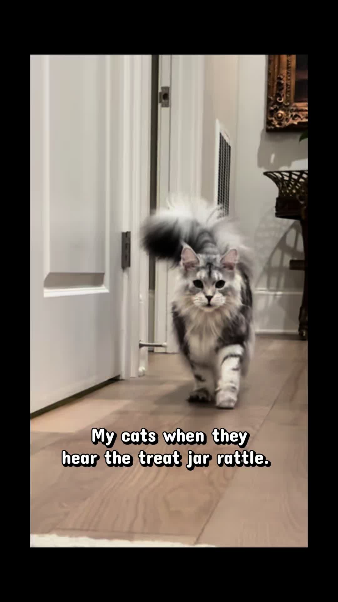 @Winnie: Maine Coon Kitty