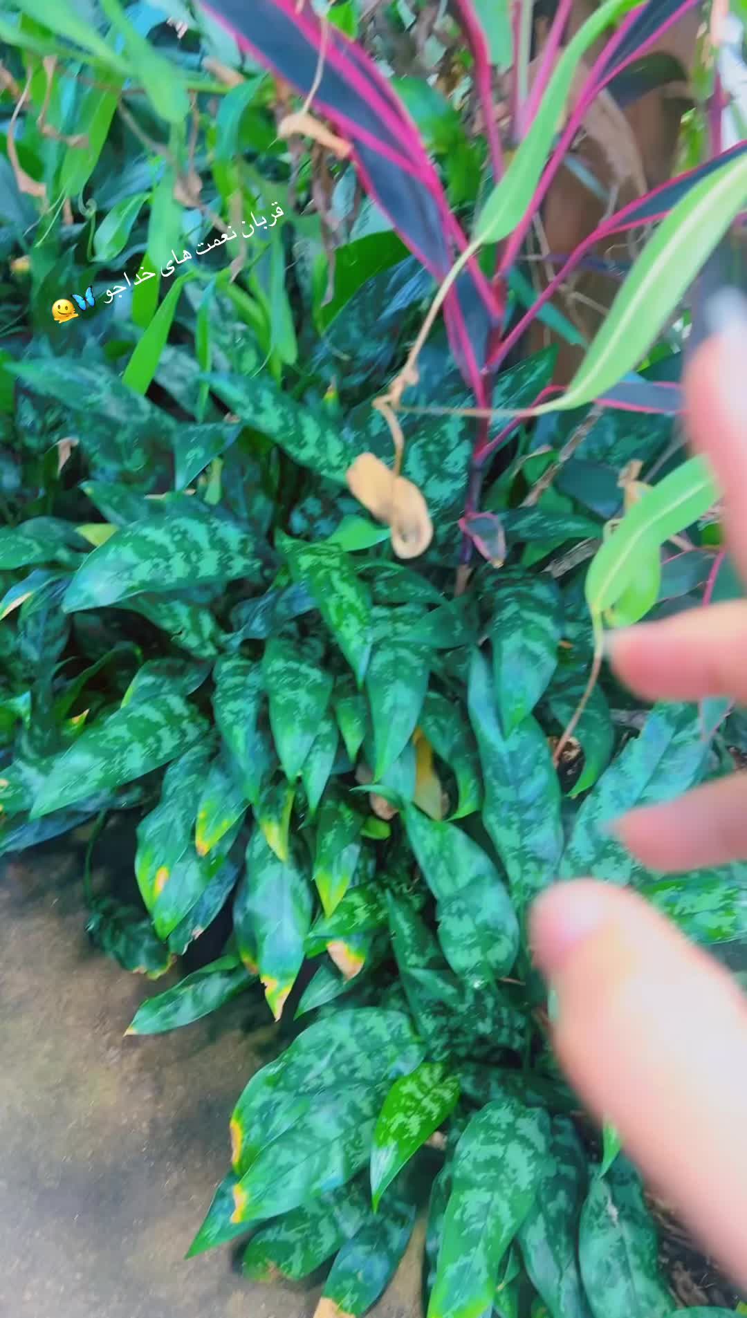 @laily🤍
