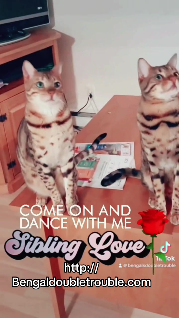 @Simba & Chester 🇨🇦