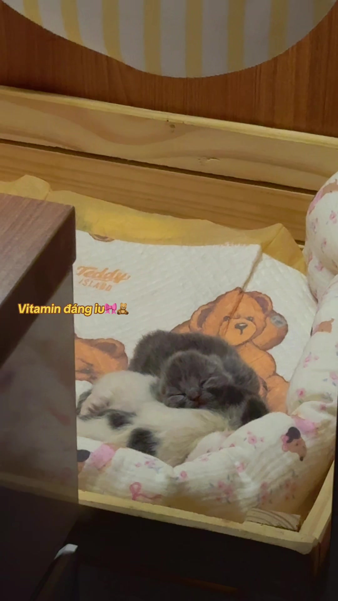 @1ch&oacute;6meow