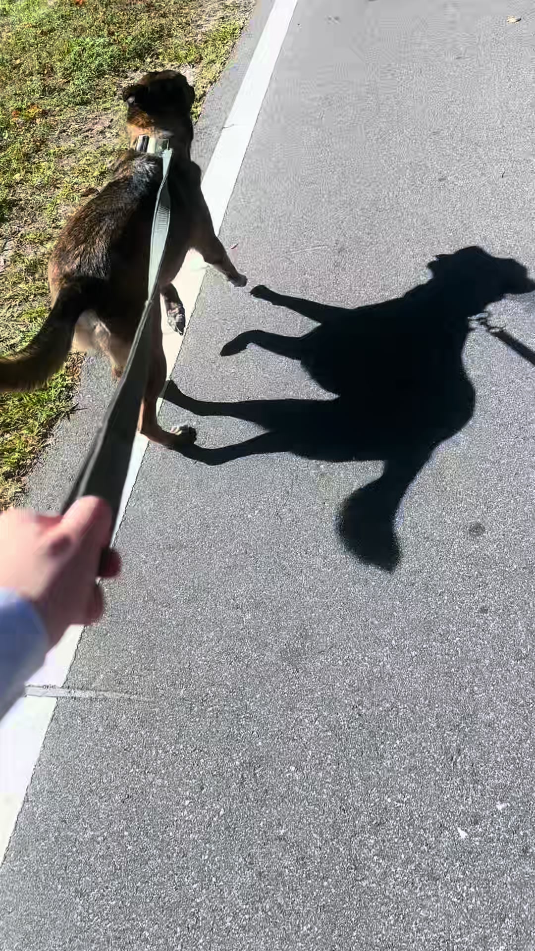 @K9.corporal