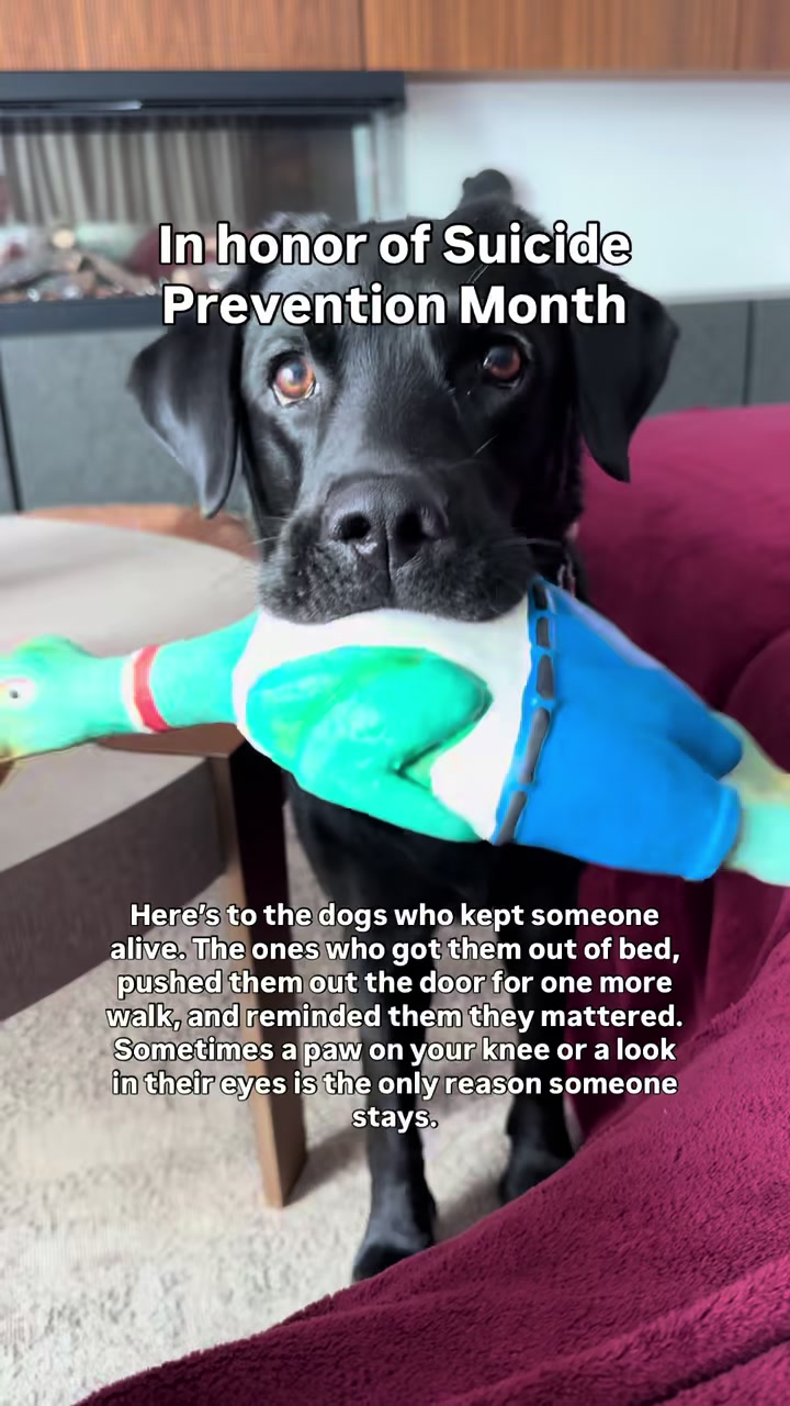 @lisatheblacklab
