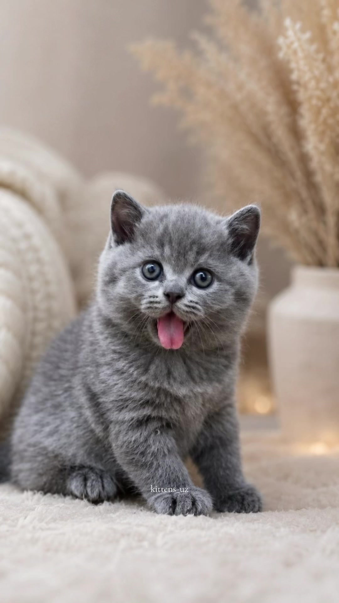 @kittens_uz