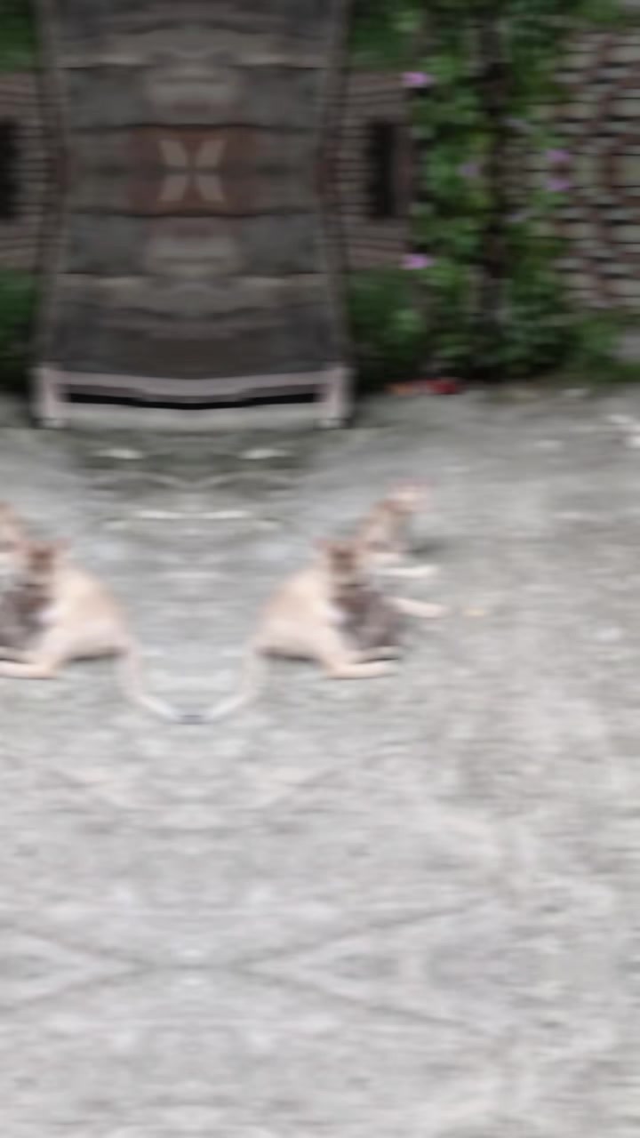 @S̃ÃL̃L̃ÃR̃ ÑÃŨS̃H̃ÃD̃🥷