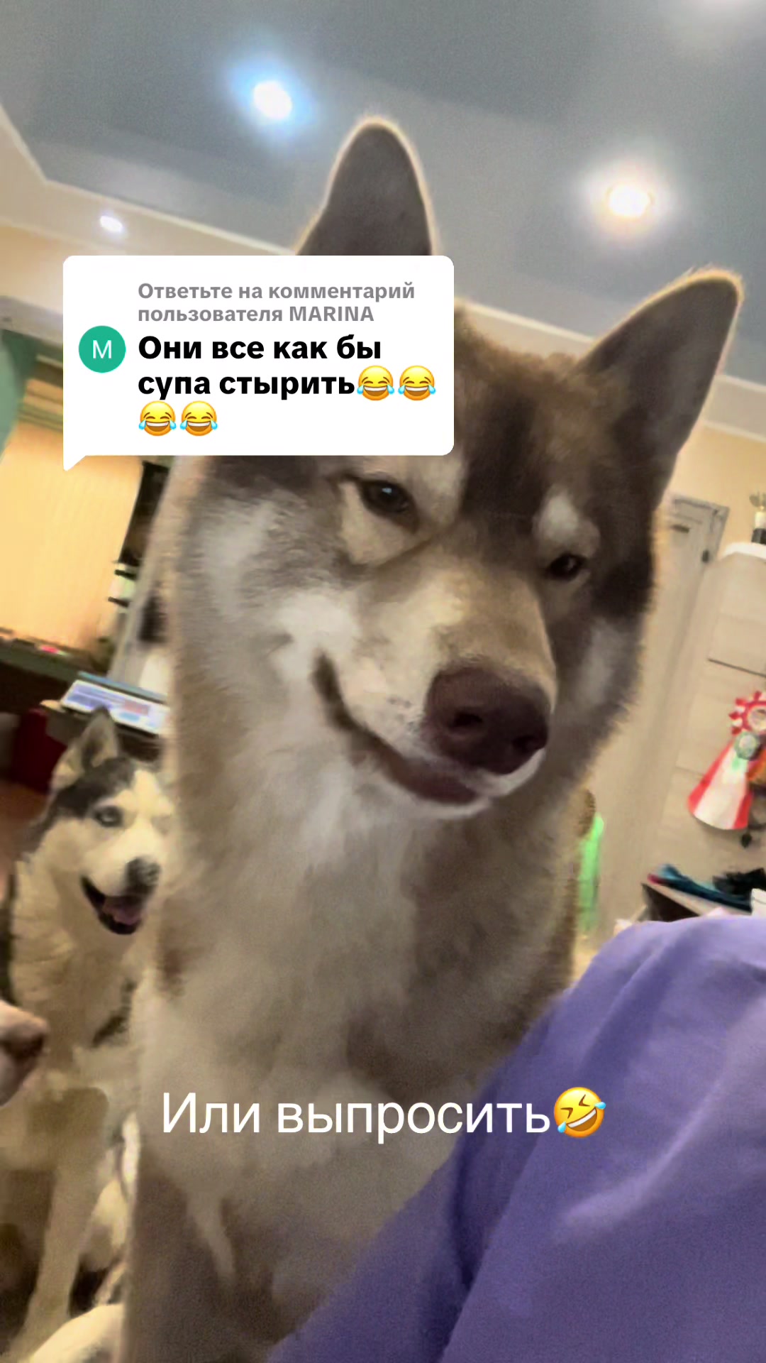 @🐕🦺Бонифаций и Арчибальд🐕