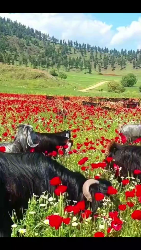 @QƏMZƏLİ 20🇦🇿10🇹🇷