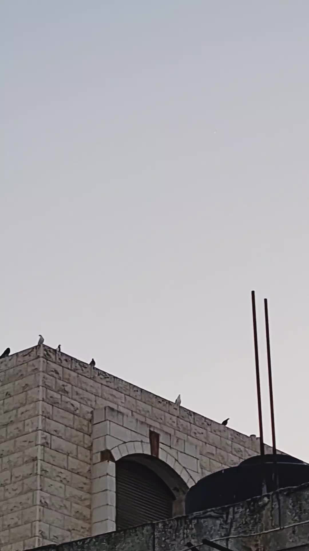 @Pigeons Tv