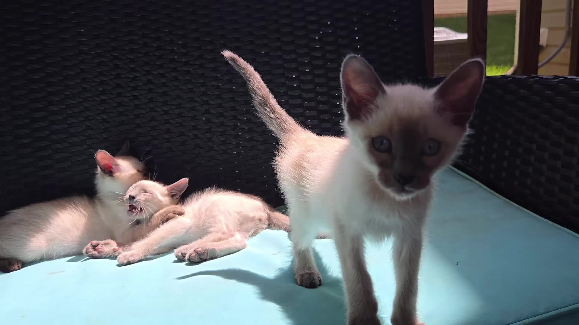 @Brittany's Beauties Kittens