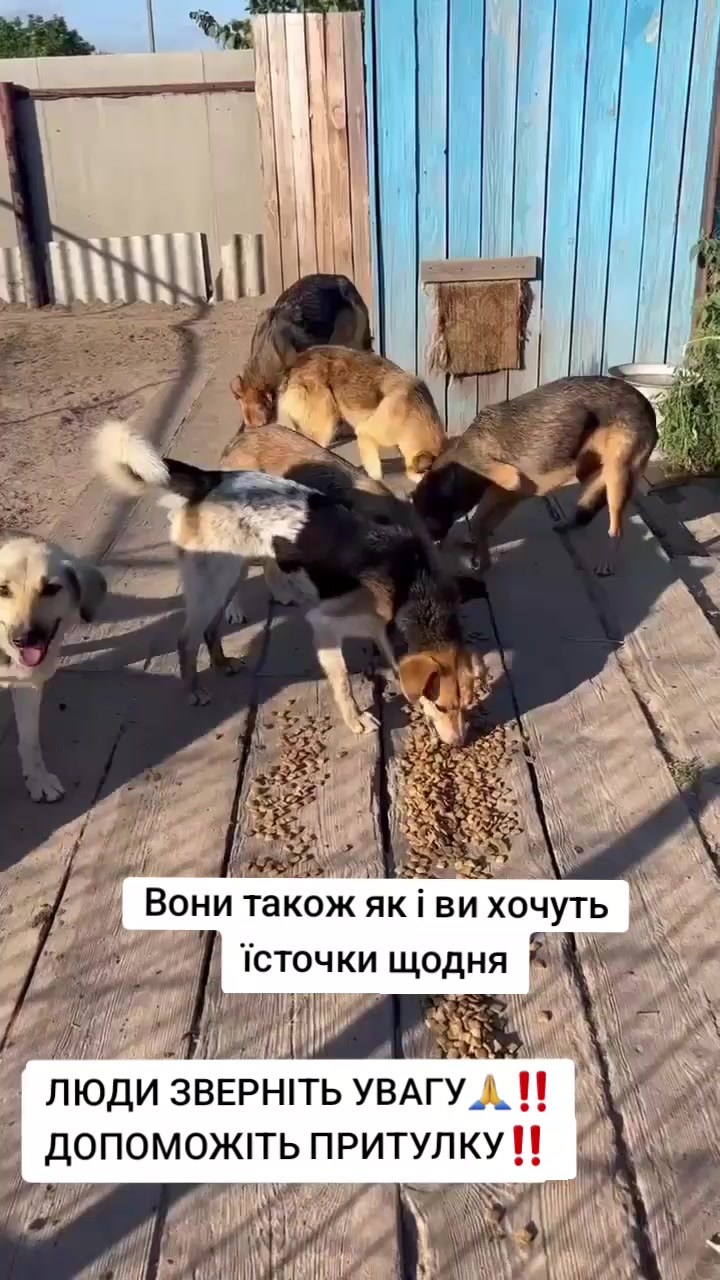 @tvarinkidobra