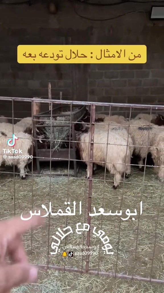 @mohamed_ksa0