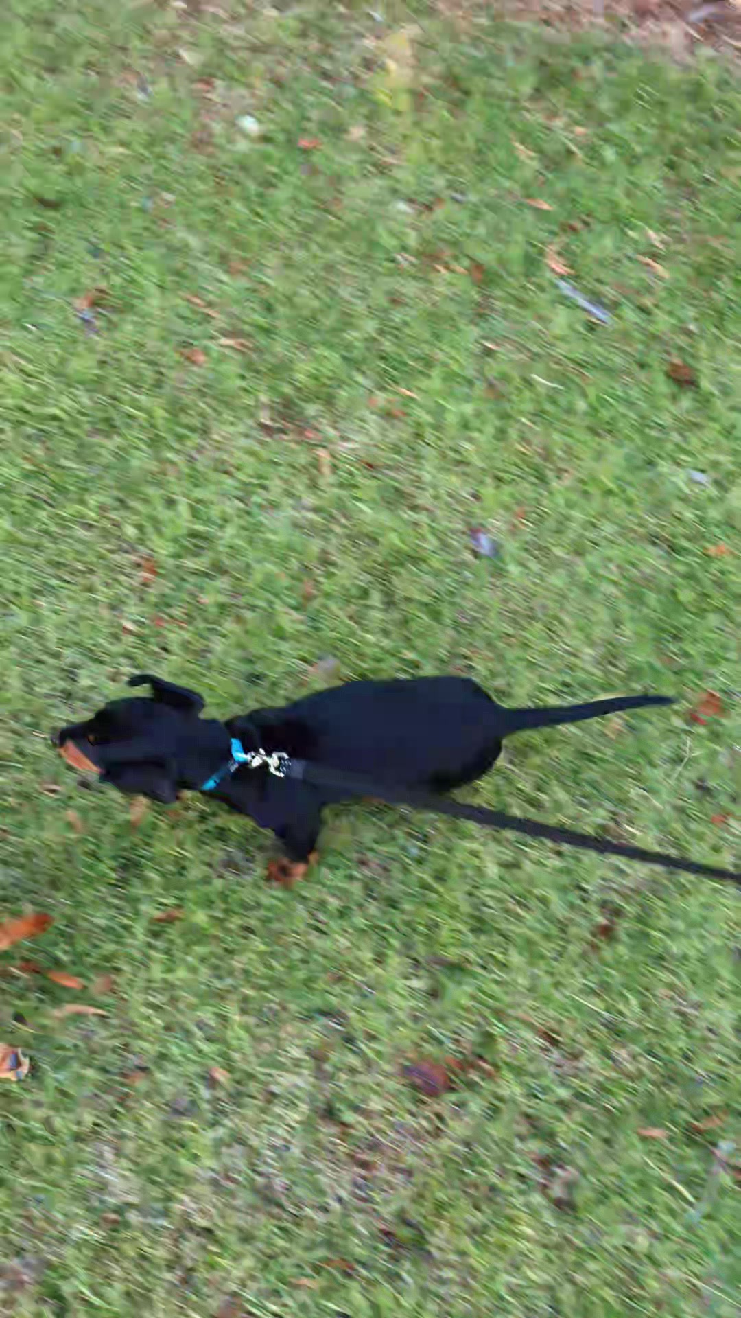 @The Dachshund Diaries ๐พ