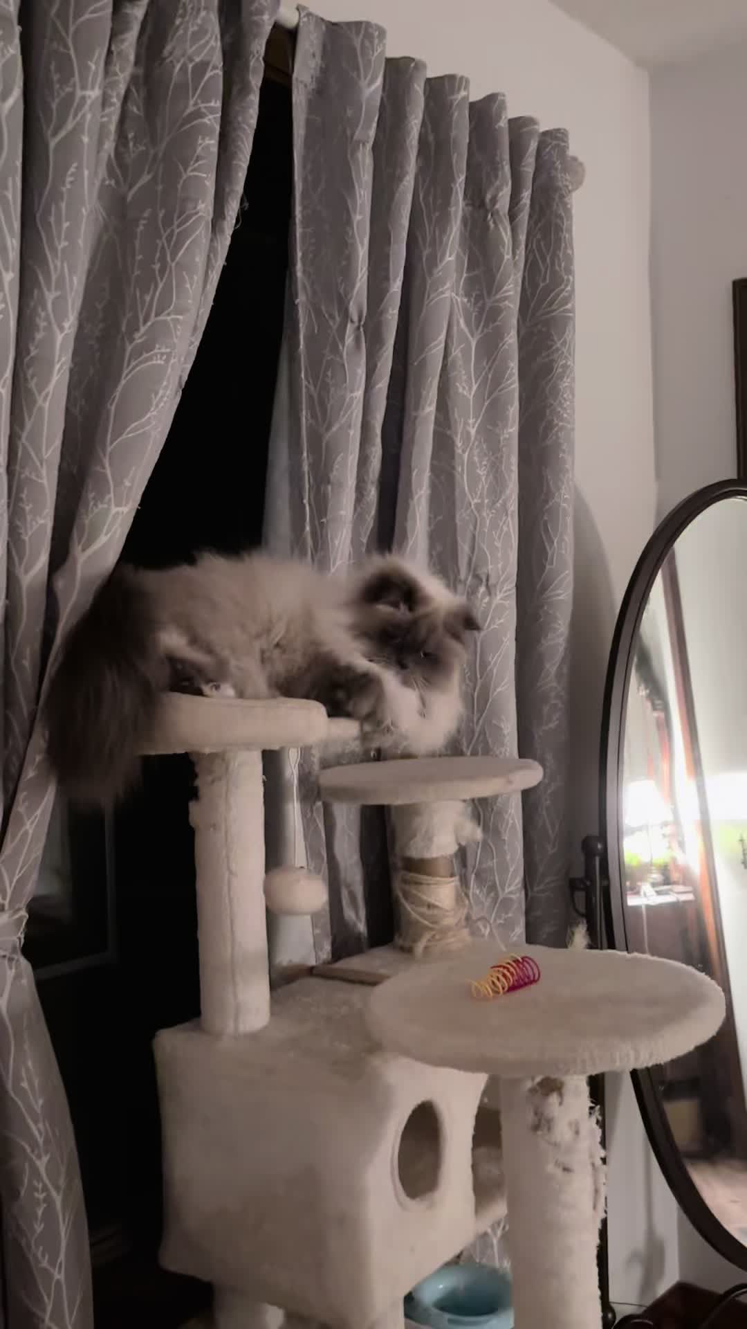 @𓃠Melissa’s10Fluffs𓃠