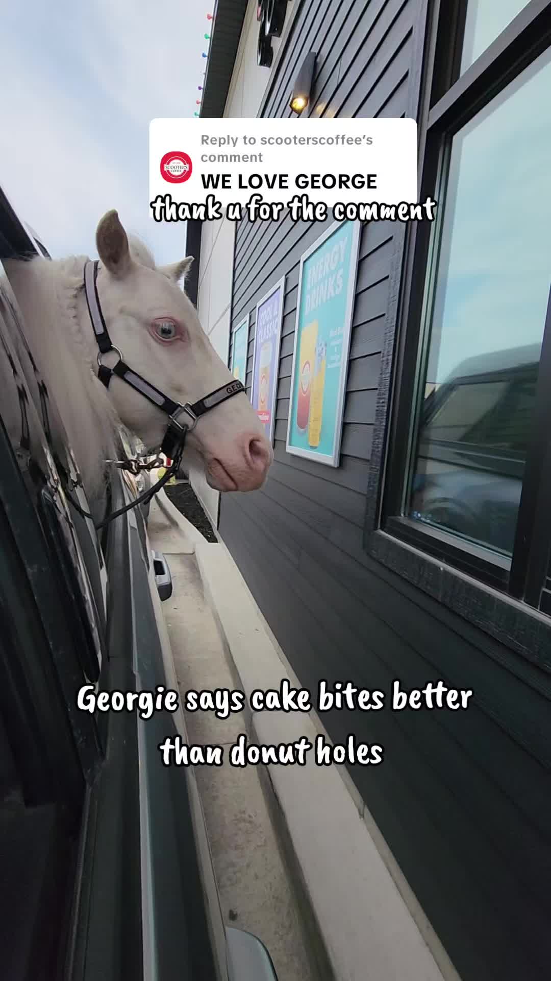 @minihorsemomandtrainer🐴🐴🐴🐴