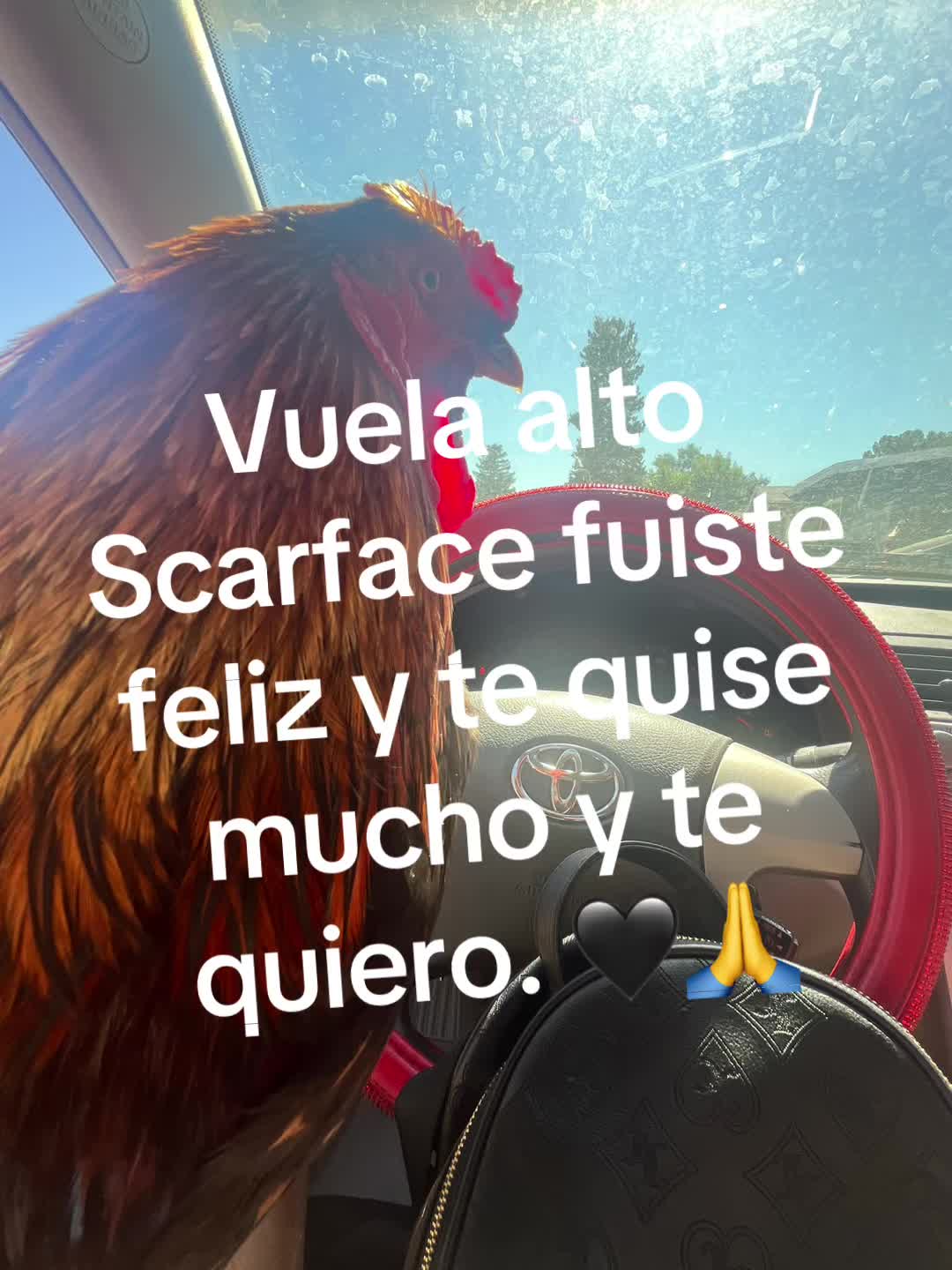 @Esmeflores🖤🇲🇽🪬